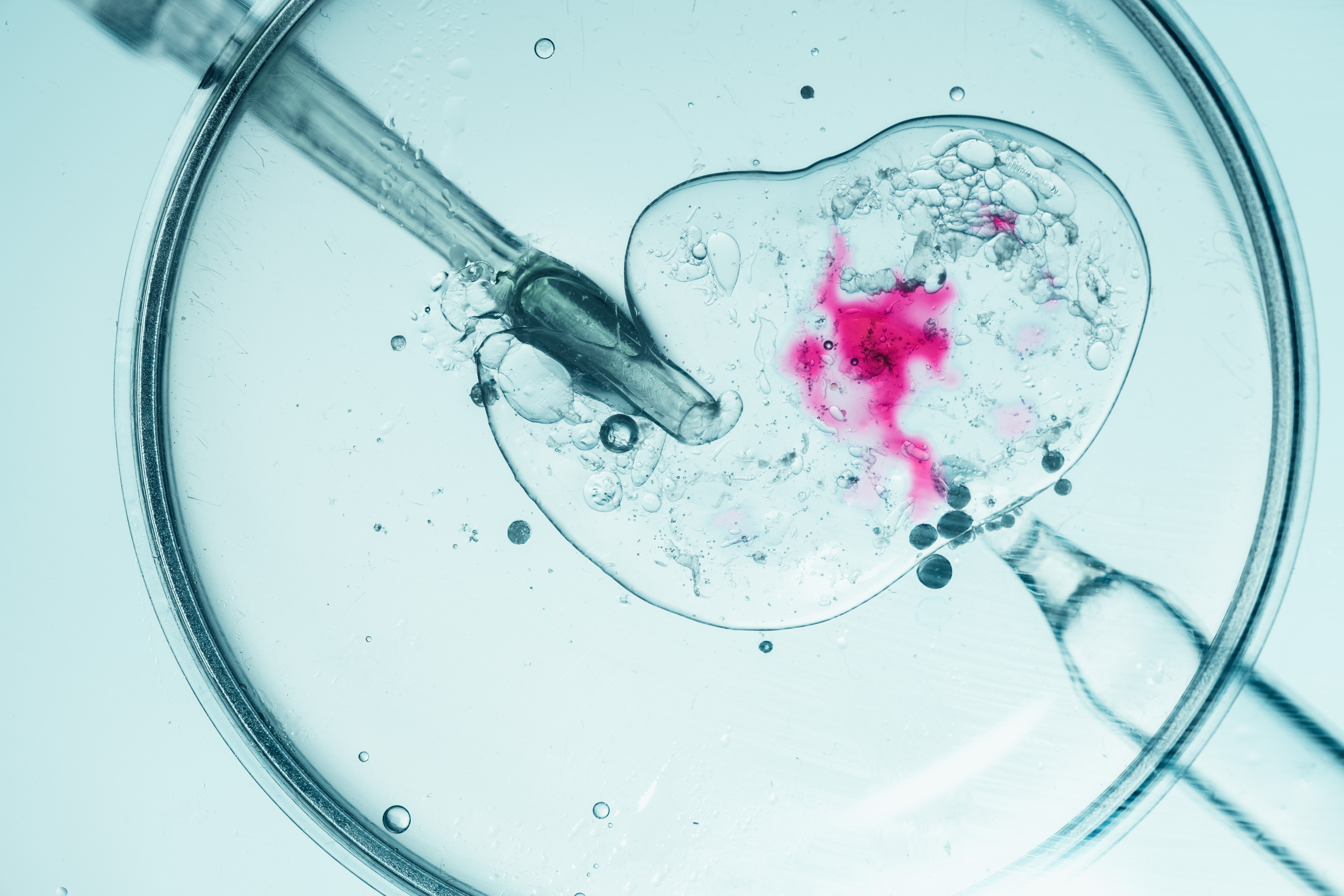 Petri dish and pipette